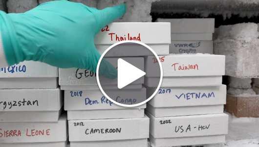 What's in our freezer hepatitis c testing